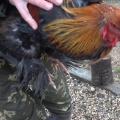 How to slaughter chickens at a poultry farm and at home How chickens are plucked at a poultry farm