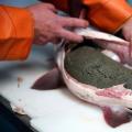 Segala sesuatu tentang beternak ikan sturgeon di rumah: membuat peternakan mini untuk bisnis, peralatan, dan pakan untuk ikan sturgeon