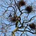When do rooks arrive - heralds of spring?